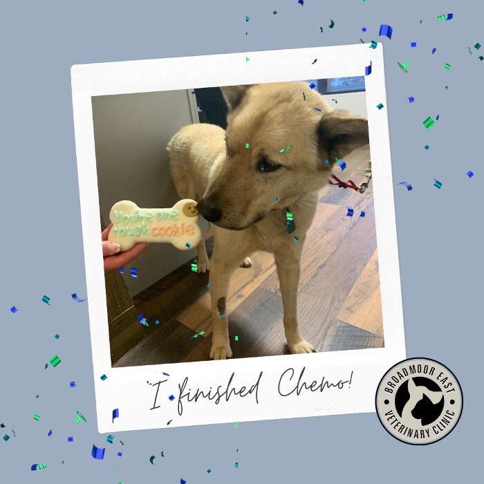 Images Broadmoor East Veterinary Clinic