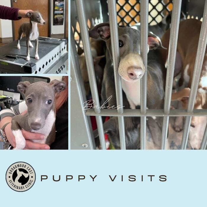 Images Broadmoor East Veterinary Clinic