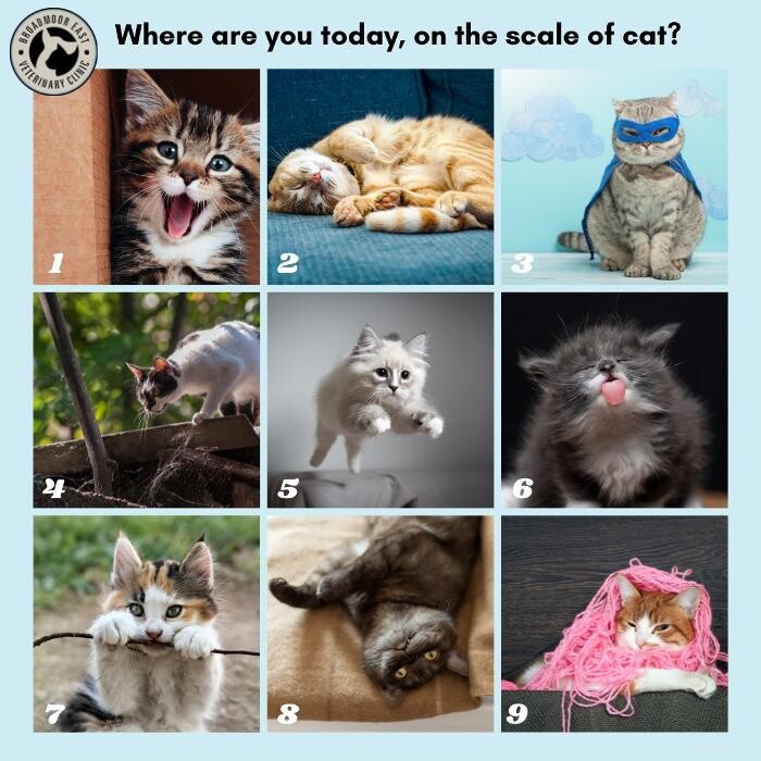 Images Broadmoor East Veterinary Clinic