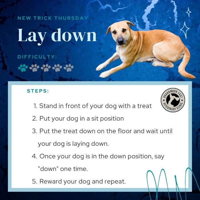 Images Broadmoor East Veterinary Clinic