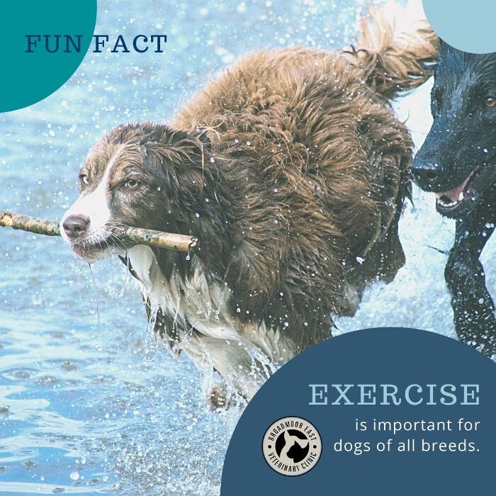 Images Broadmoor East Veterinary Clinic