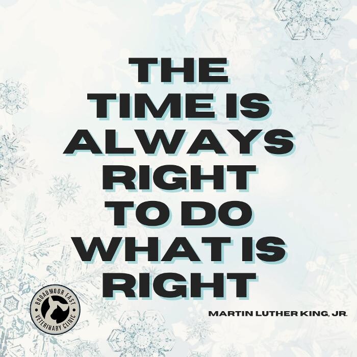 Images Broadmoor East Veterinary Clinic