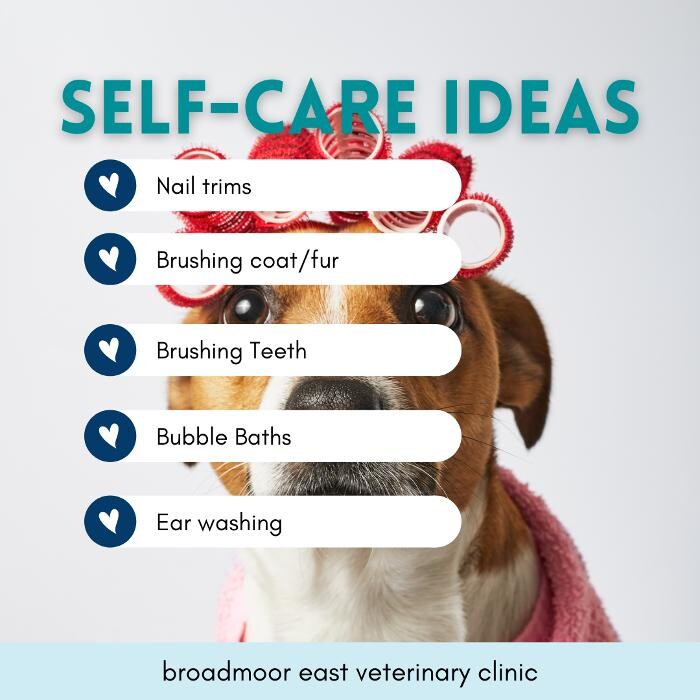 Images Broadmoor East Veterinary Clinic