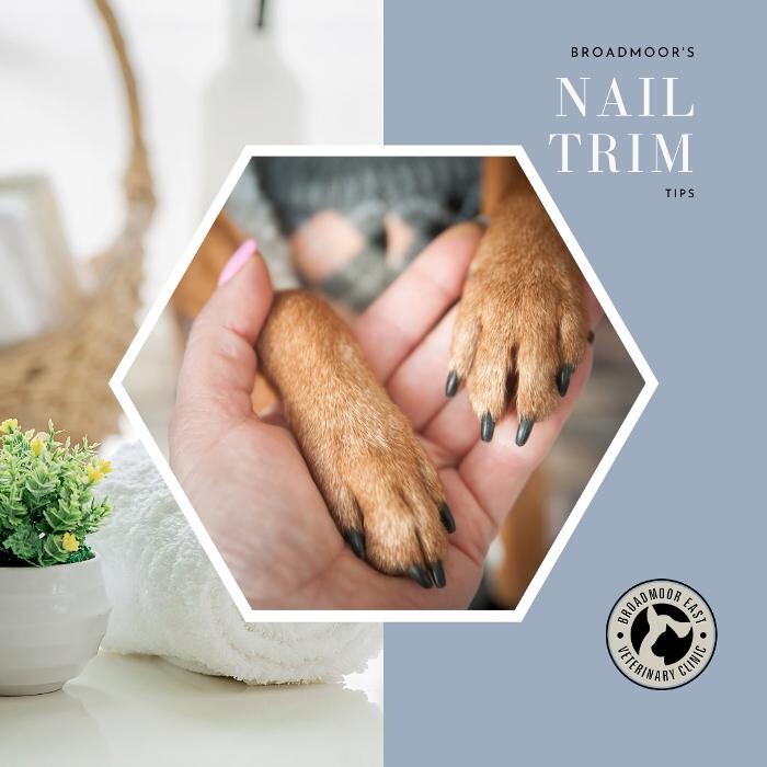 Images Broadmoor East Veterinary Clinic