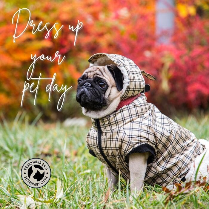 Images Broadmoor East Veterinary Clinic