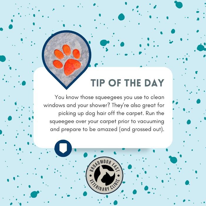 Images Broadmoor East Veterinary Clinic