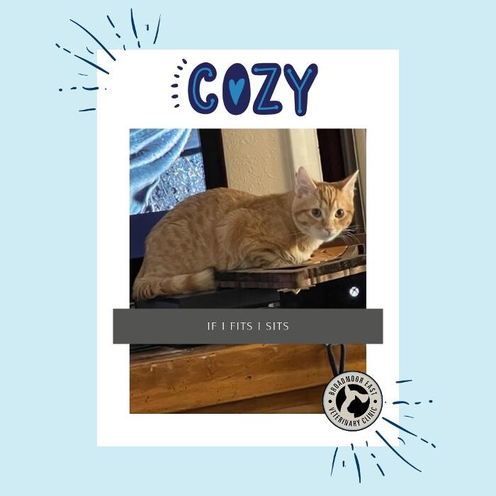 Images Broadmoor East Veterinary Clinic