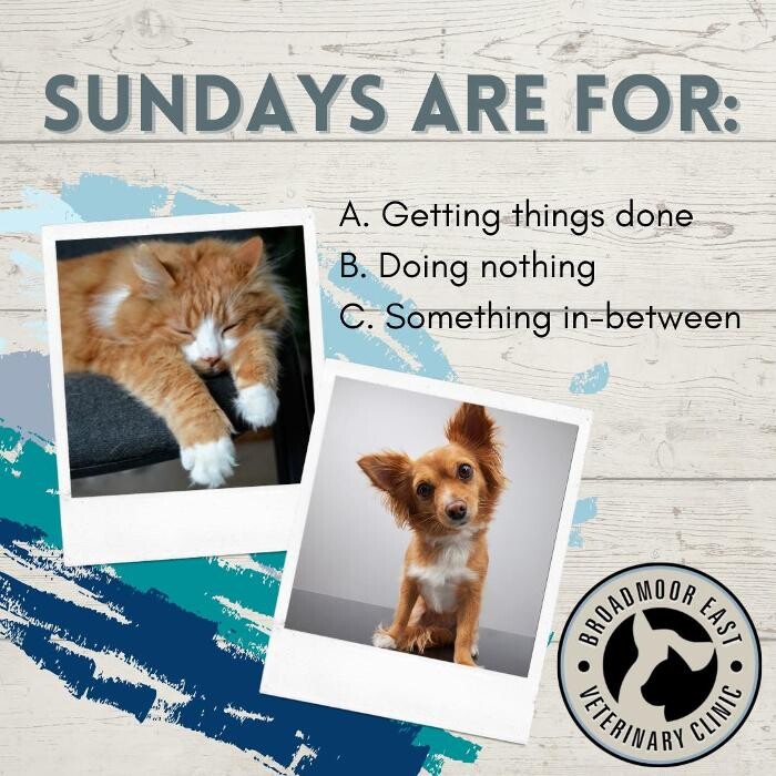 Images Broadmoor East Veterinary Clinic