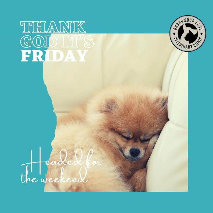 Images Broadmoor East Veterinary Clinic