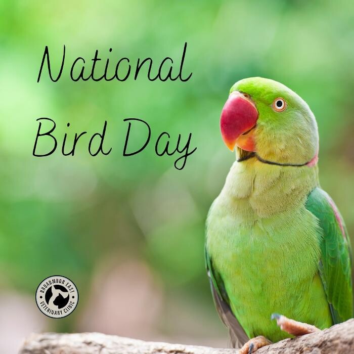 Images Broadmoor East Veterinary Clinic