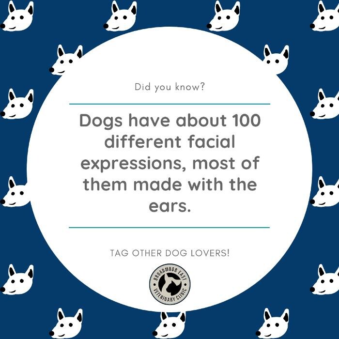 Images Broadmoor East Veterinary Clinic