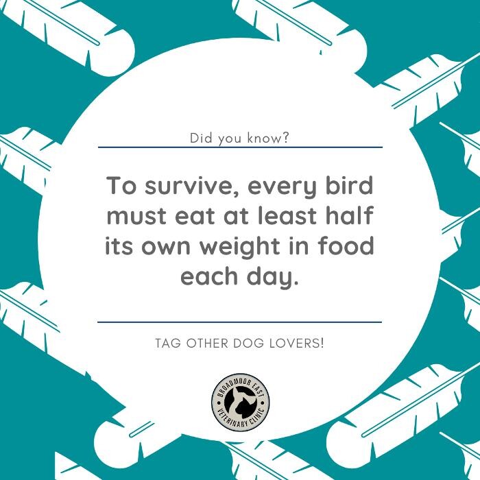 Images Broadmoor East Veterinary Clinic