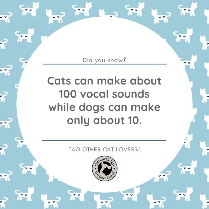 Images Broadmoor East Veterinary Clinic