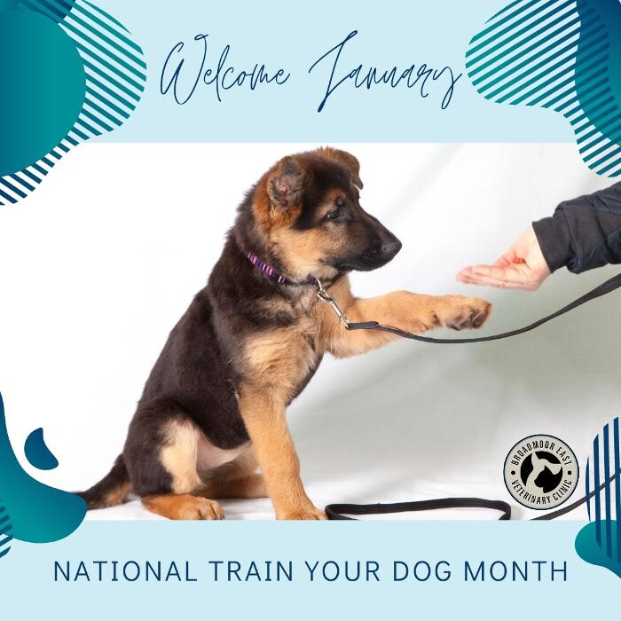 Images Broadmoor East Veterinary Clinic