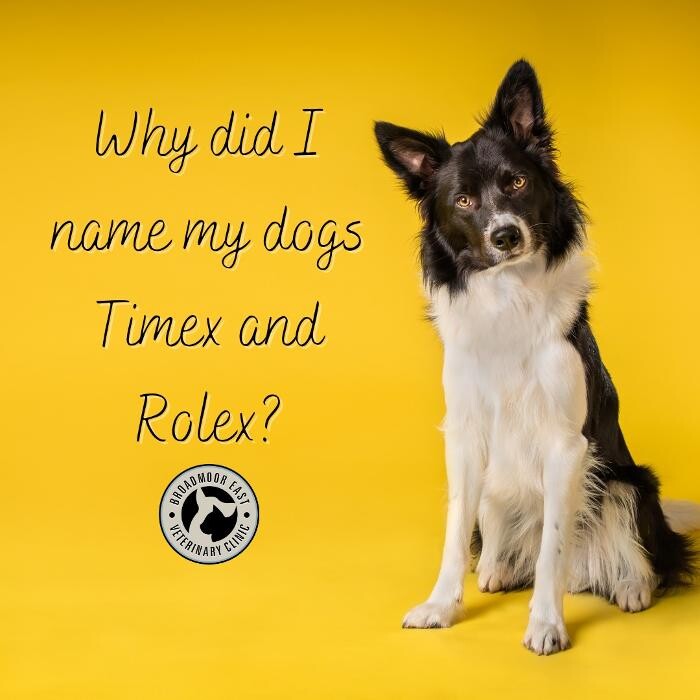 Images Broadmoor East Veterinary Clinic