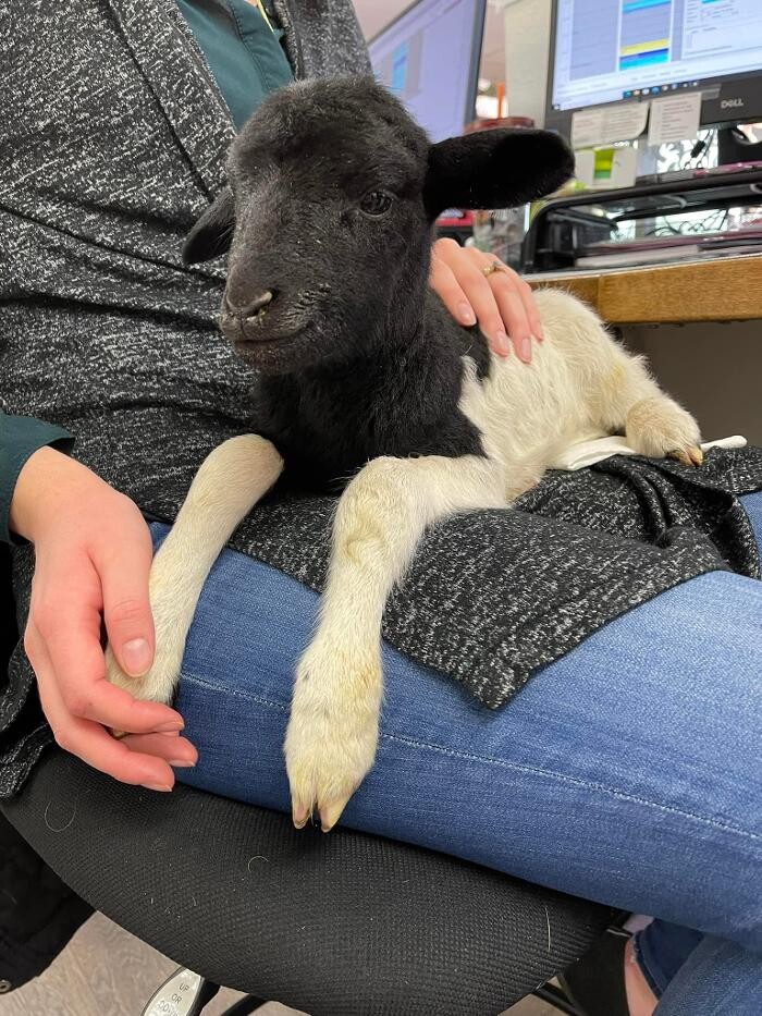 Images Broadmoor East Veterinary Clinic