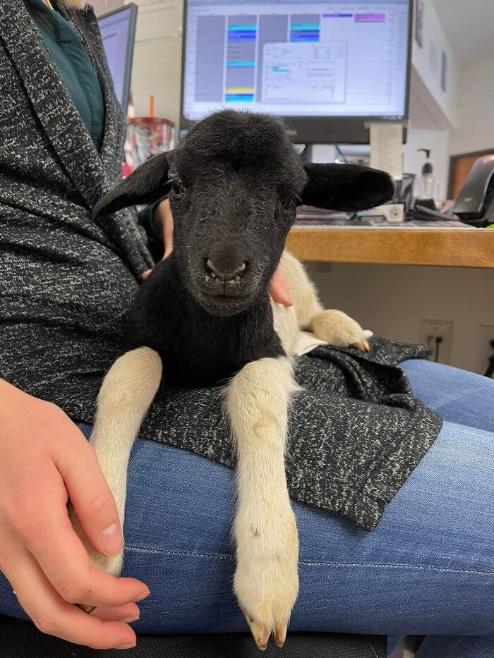 Images Broadmoor East Veterinary Clinic