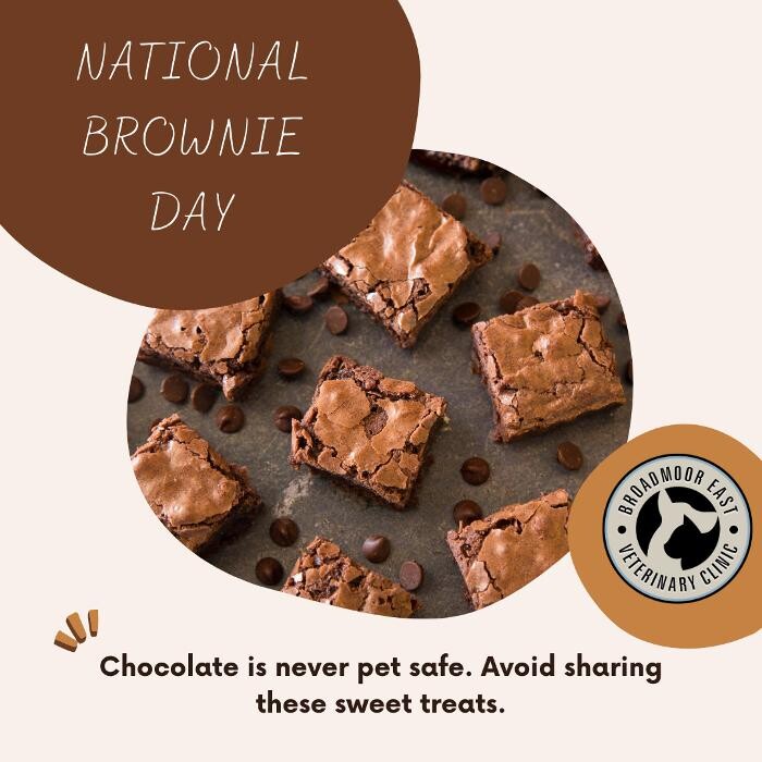 Images Broadmoor East Veterinary Clinic