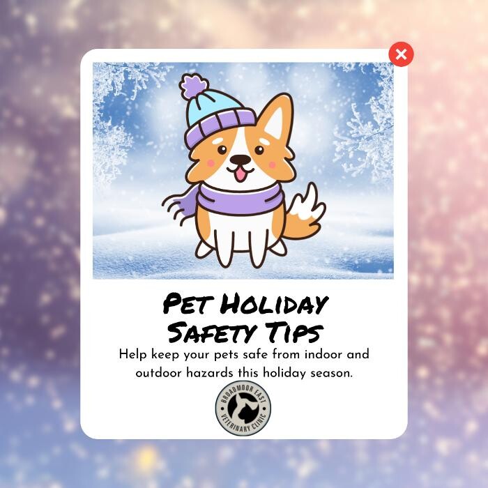 Images Broadmoor East Veterinary Clinic