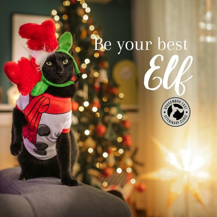 Images Broadmoor East Veterinary Clinic