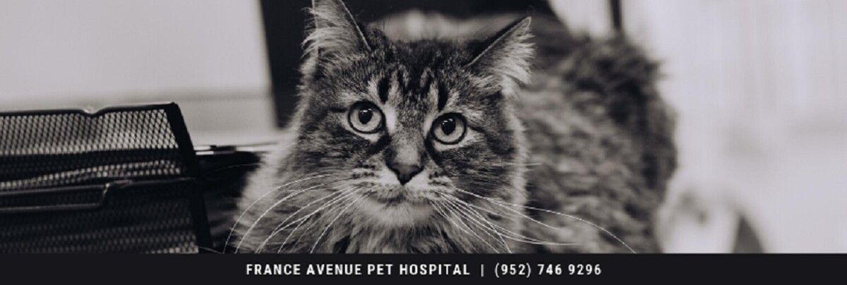Images France Avenue Pet Hospital