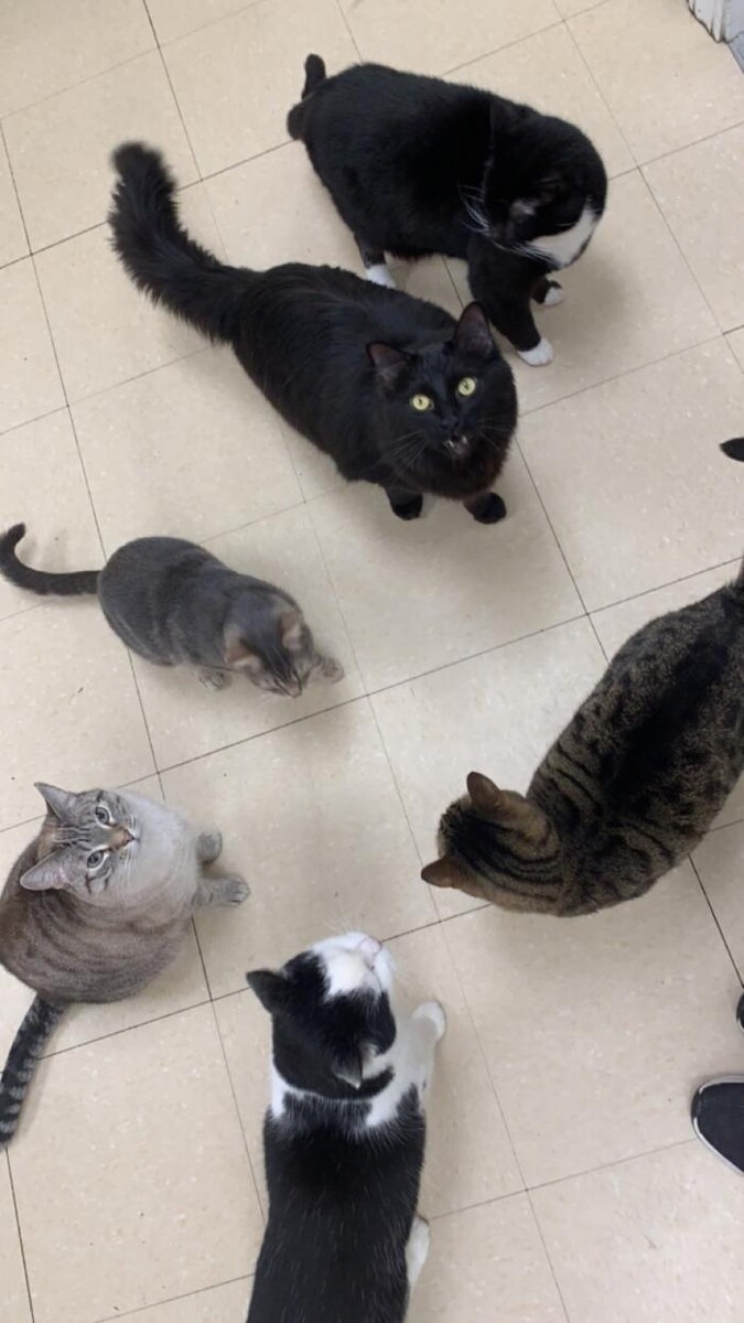 Images Animed Veterinary Hospital