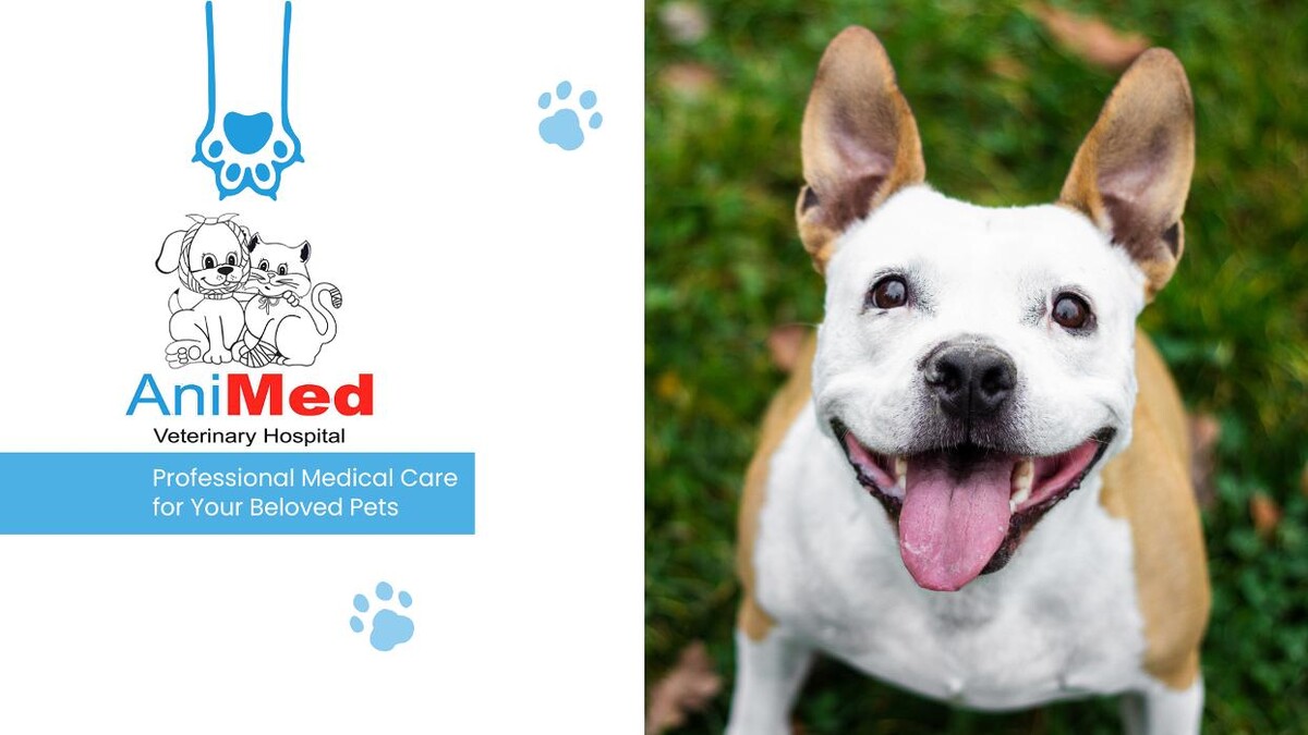 Images Animed Veterinary Hospital