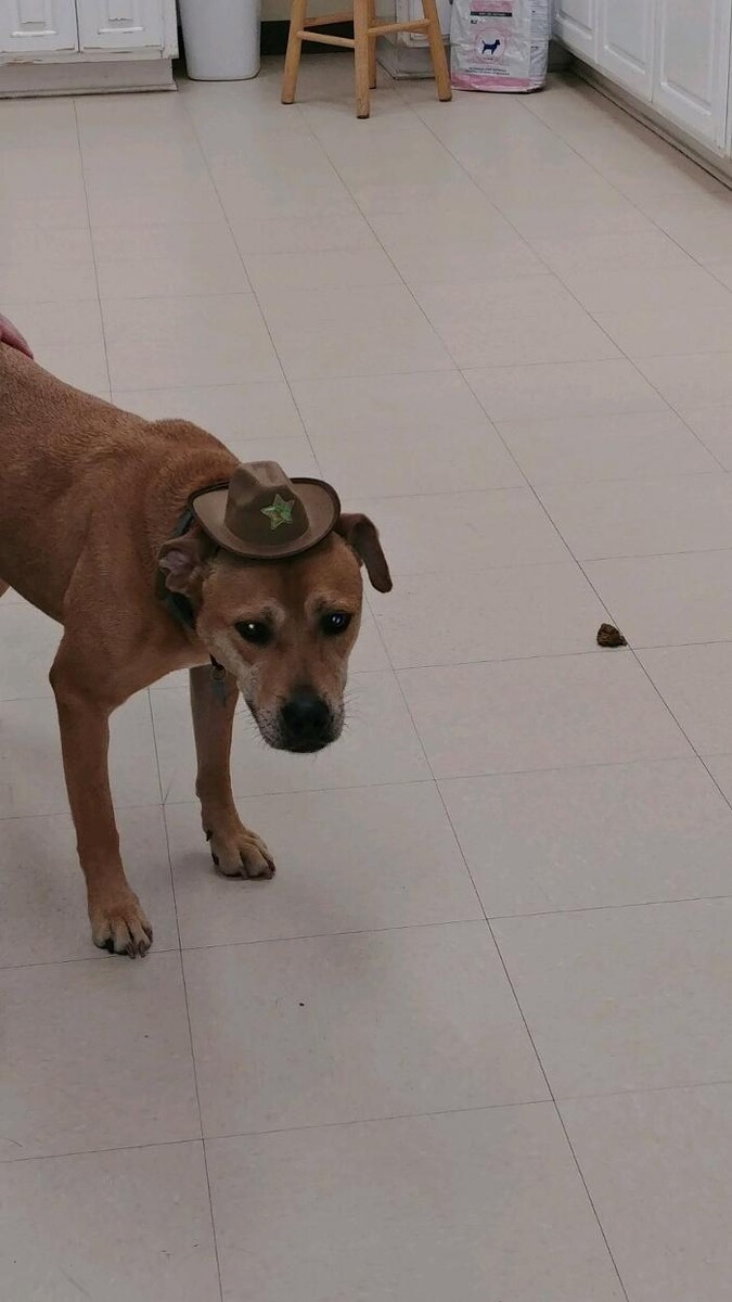 Images Animed Veterinary Hospital
