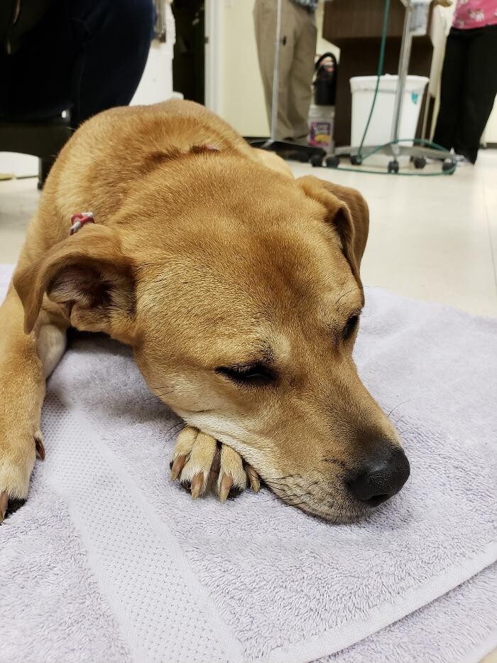 Images Animed Veterinary Hospital
