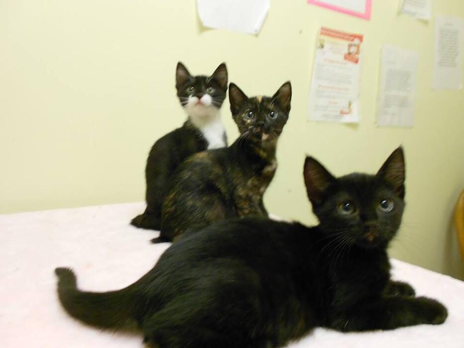Images Animed Veterinary Hospital