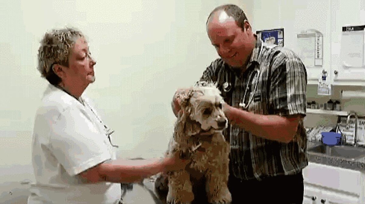 Images Animed Veterinary Hospital