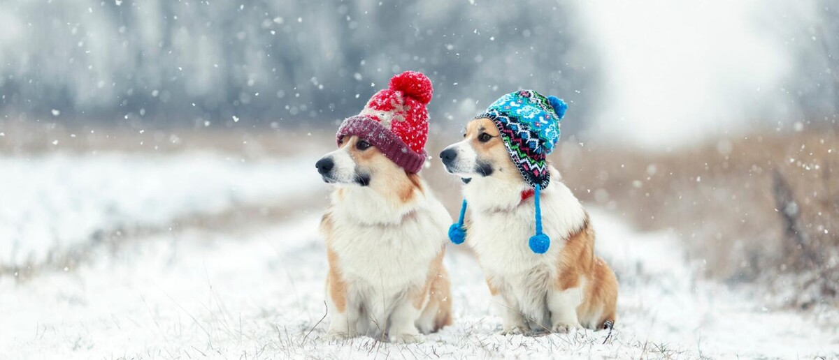 Images Animed Veterinary Hospital