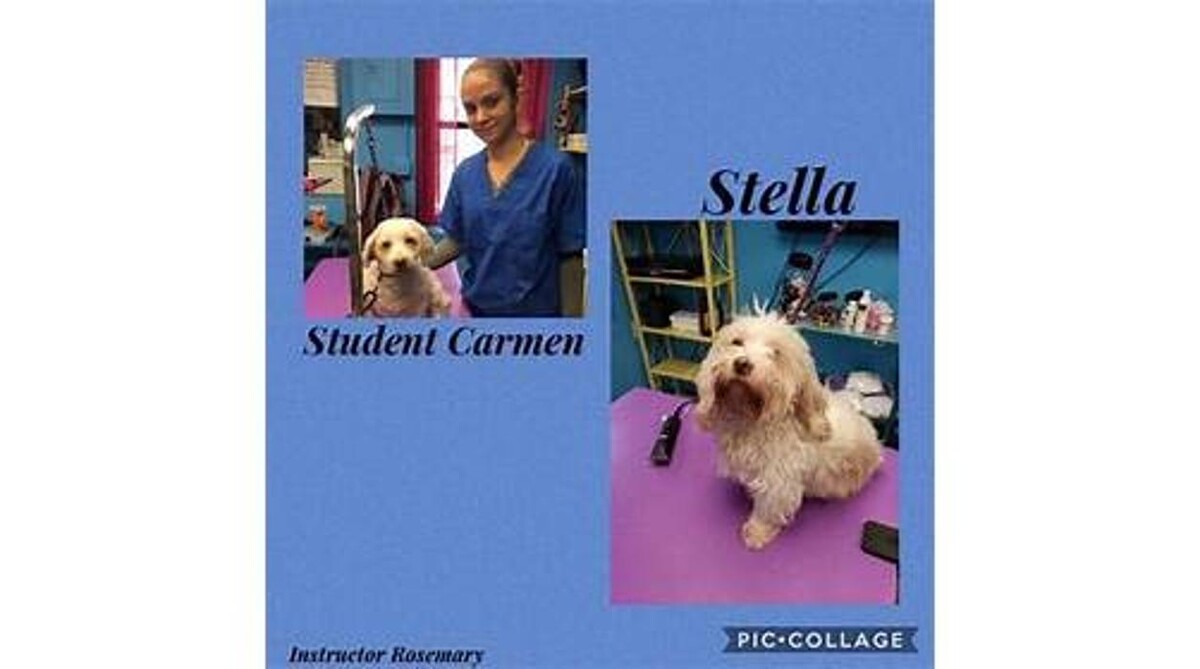 Images American Academy of Pet Grooming