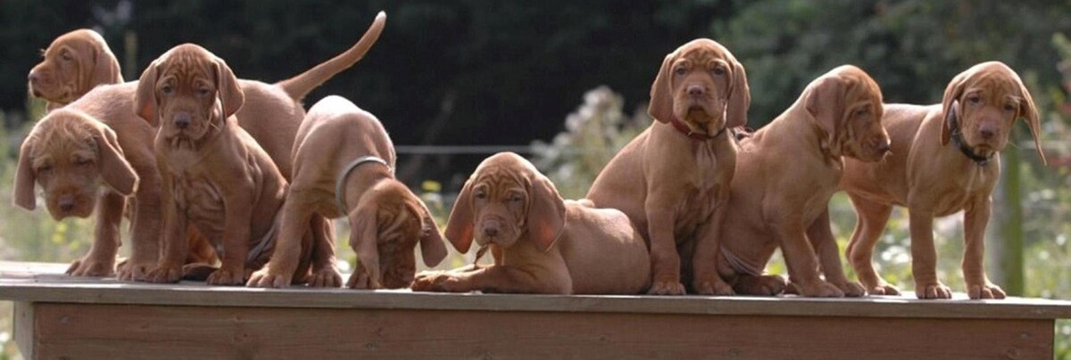 Images Heartland Animal Hospital