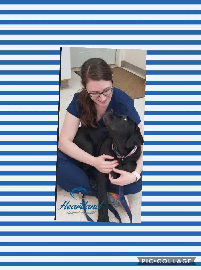 Images Heartland Animal Hospital