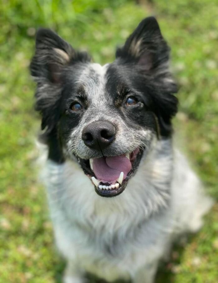 Images Animal Medical Center of Troy