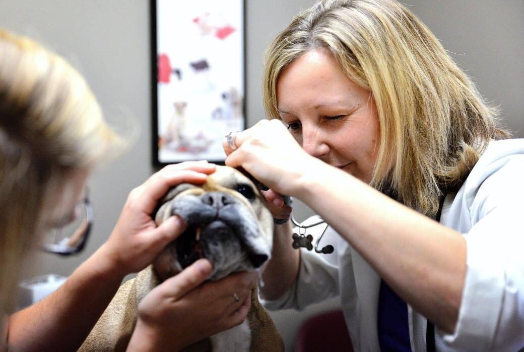 Images Animal Medical Center of Troy