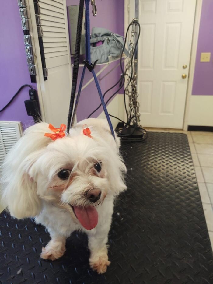 Images Pet Paradise