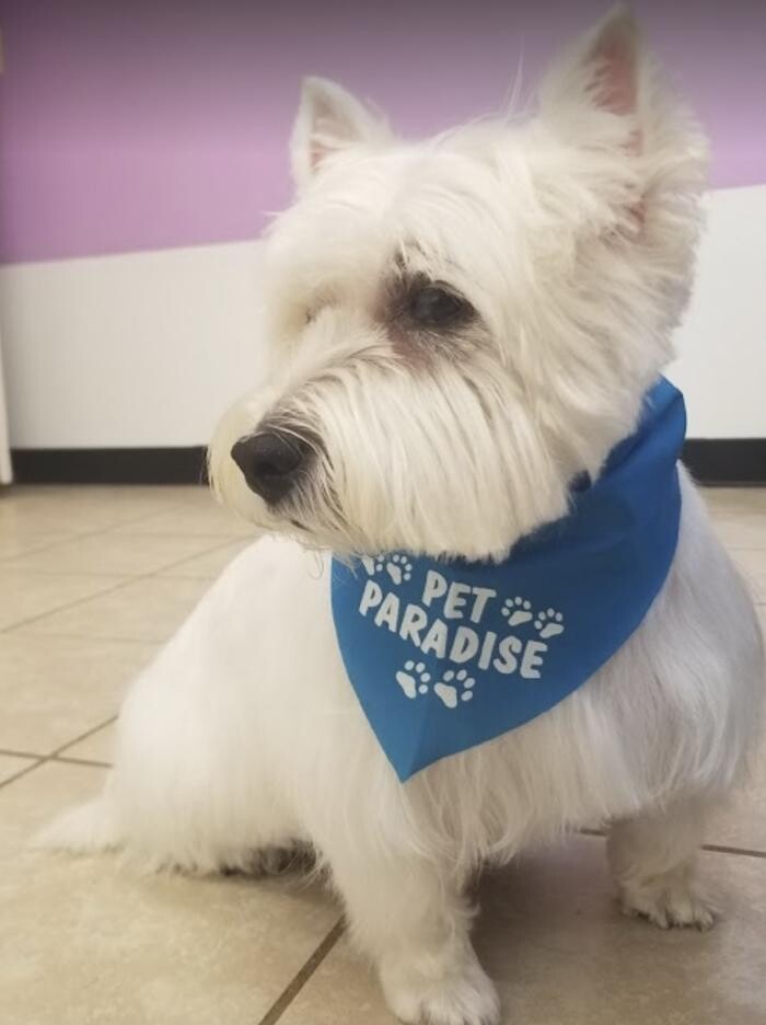 Images Pet Paradise