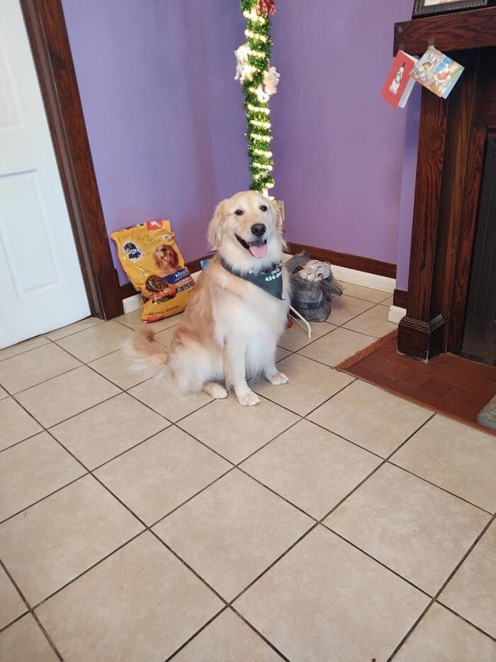 Images Pet Paradise