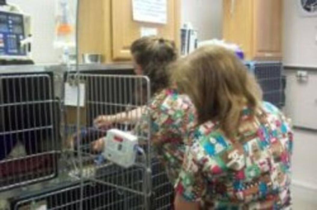 Images Animal Urgent Care Center