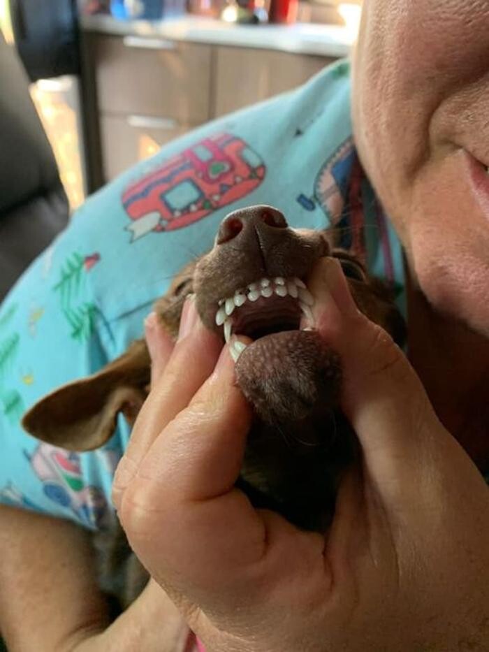 Images Pronghorn Family Dentistry