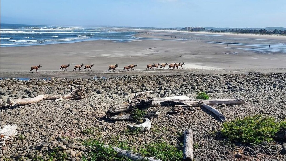 Images Lanai at the Cove