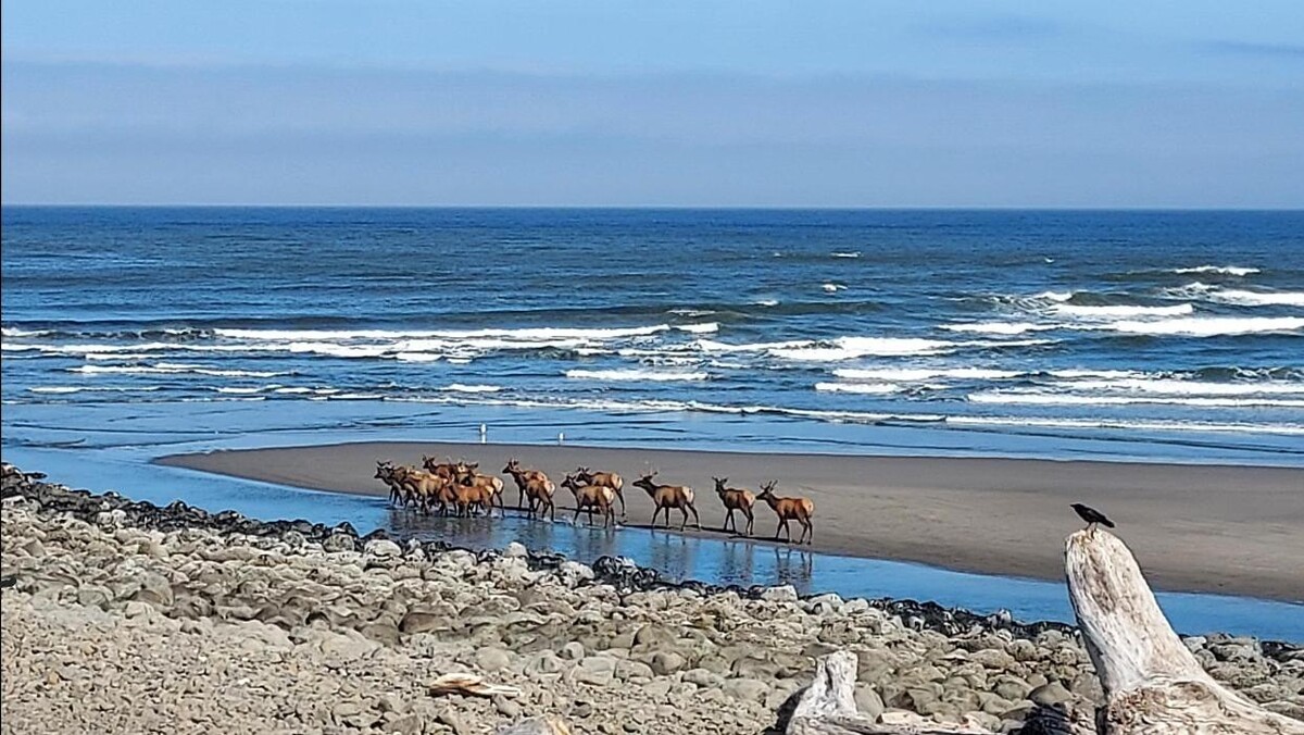 Images Lanai at the Cove