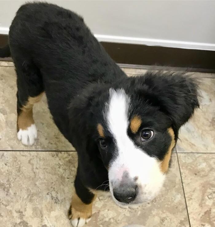 Images Taylor Animal Hospital of Parkville