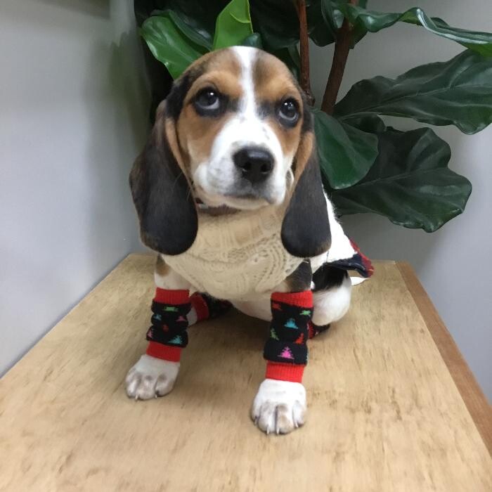 Images Taylor Animal Hospital of Parkville