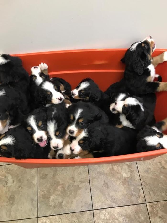 Images Taylor Animal Hospital of Parkville