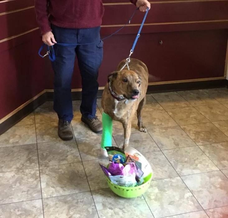 Images Taylor Animal Hospital of Parkville