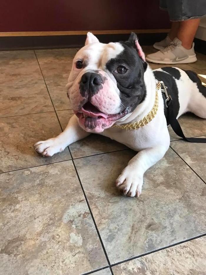 Images Taylor Animal Hospital of Parkville