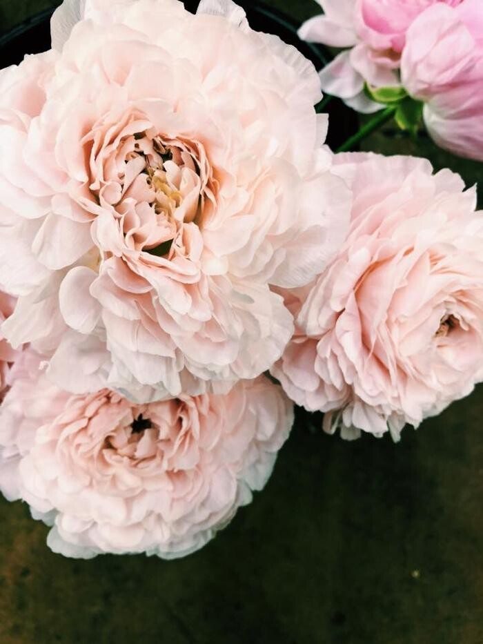 Images Gidas Flowers